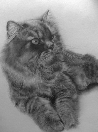 Нарисованные котики простым карандашом. Нарисованные котики простым карандашом.