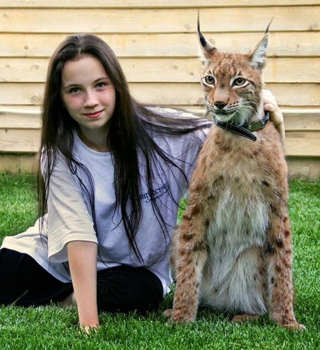 Домашний питомец курильский кот-бобтейл. Домашний питомец курильский кот-бобтейл.
