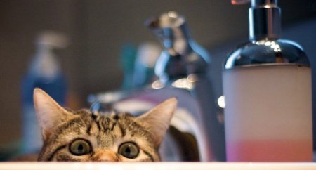 котэ следит за тобой из убежища котэ следит за тобой из убежища