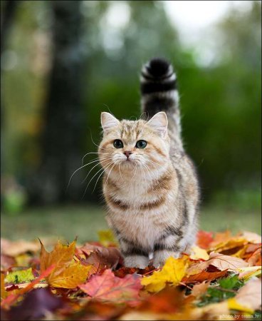 Коты гуляют по осенней листве Коты гуляют по осенней листве