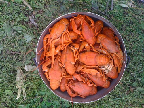 Пятничный натюрморт - пиво с раками! Пятничный натюрморт - пиво с раками!