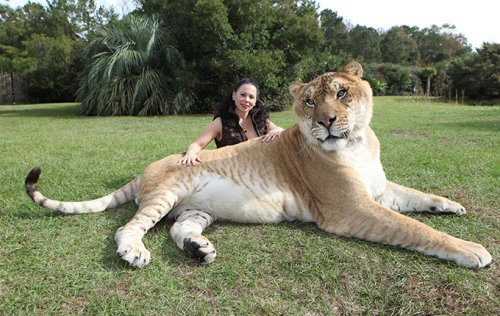 Лигр Геркулес из заповедника «Myrtle Beach Safari». Лигр Геркулес из заповедника «Myrtle Beach Safari».