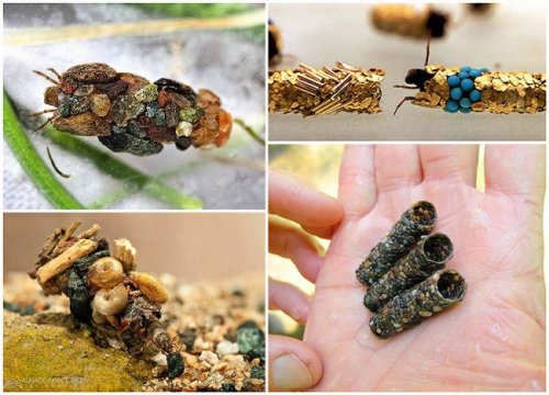 Личинка ручейника в домике Личинка ручейника в домике