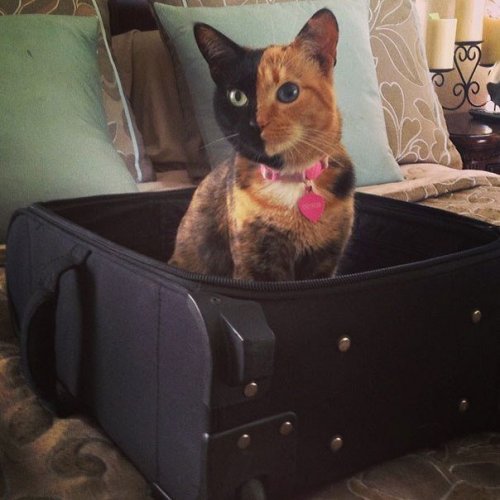 Двуликая кошка Венера Двуликая кошка Венера