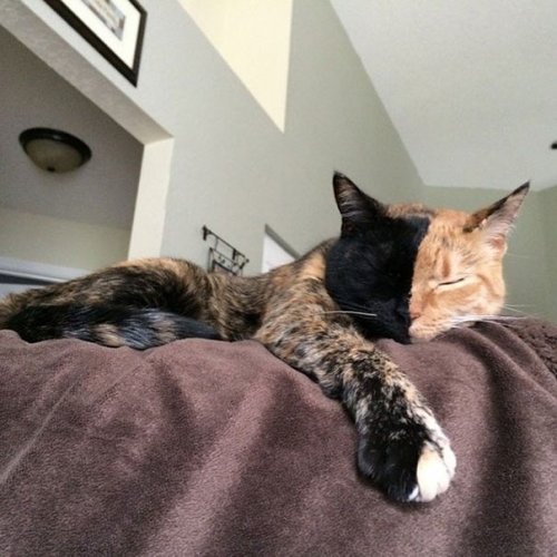 Двуликая кошка Венера Двуликая кошка Венера
