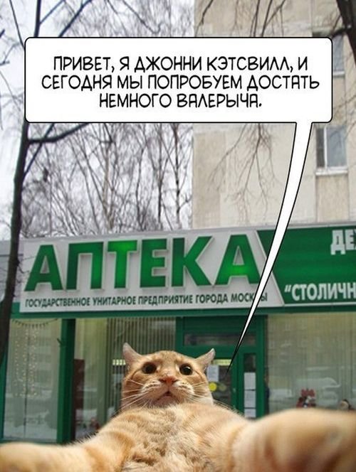 Джонни Кэтсвилл Джонни Кэтсвилл