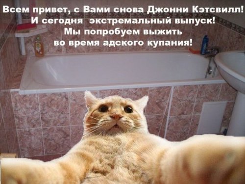 Джонни Кэтсвилл Джонни Кэтсвилл