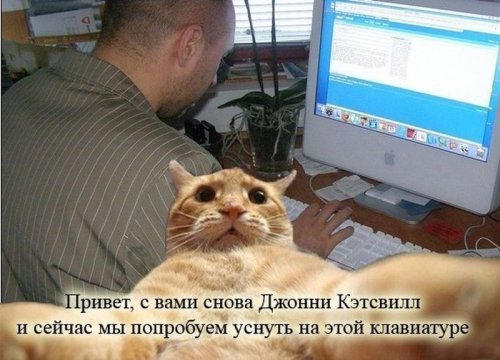 Джонни Кэтсвилл Джонни Кэтсвилл