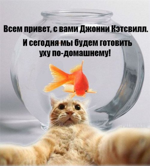 Джонни Кэтсвилл Джонни Кэтсвилл