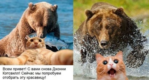 Джонни Кэтсвилл Джонни Кэтсвилл