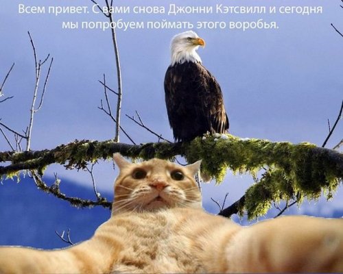 Джонни Кэтсвилл Джонни Кэтсвилл