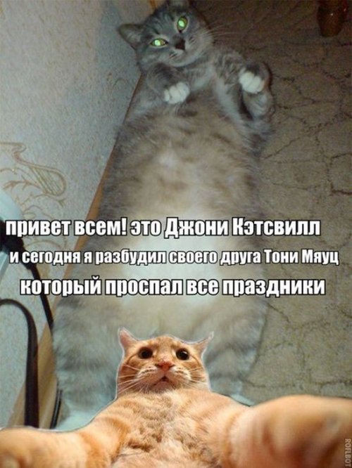 Джонни Кэтсвилл Джонни Кэтсвилл