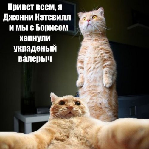 Джонни Кэтсвилл Джонни Кэтсвилл