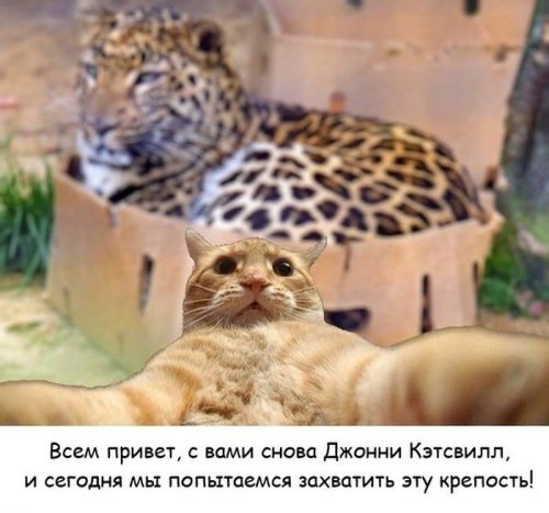 Джонни Кэтсвилл Джонни Кэтсвилл