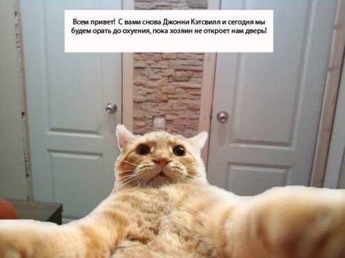 Джонни Кэтсвилл Джонни Кэтсвилл