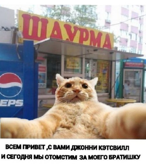 Джонни Кэтсвилл Джонни Кэтсвилл