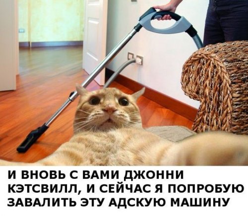 Джонни Кэтсвилл Джонни Кэтсвилл