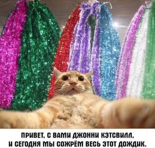Джонни Кэтсвилл Джонни Кэтсвилл
