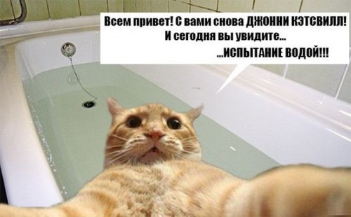 Джонни Кэтсвилл Джонни Кэтсвилл