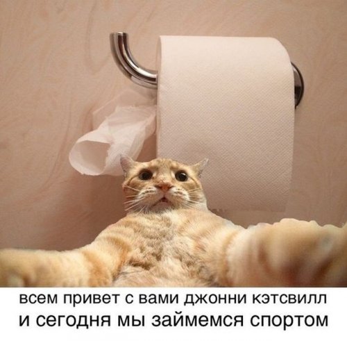 Джонни Кэтсвилл Джонни Кэтсвилл