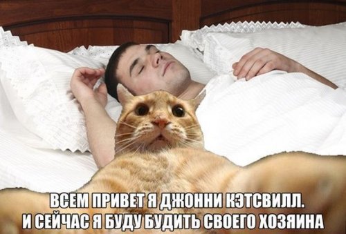 Джонни Кэтсвилл Джонни Кэтсвилл