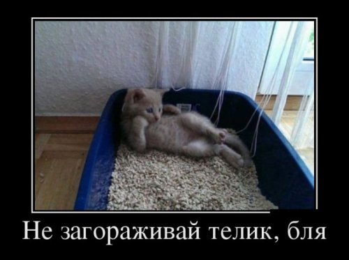 Демотиваторы загоны Демотиваторы загоны